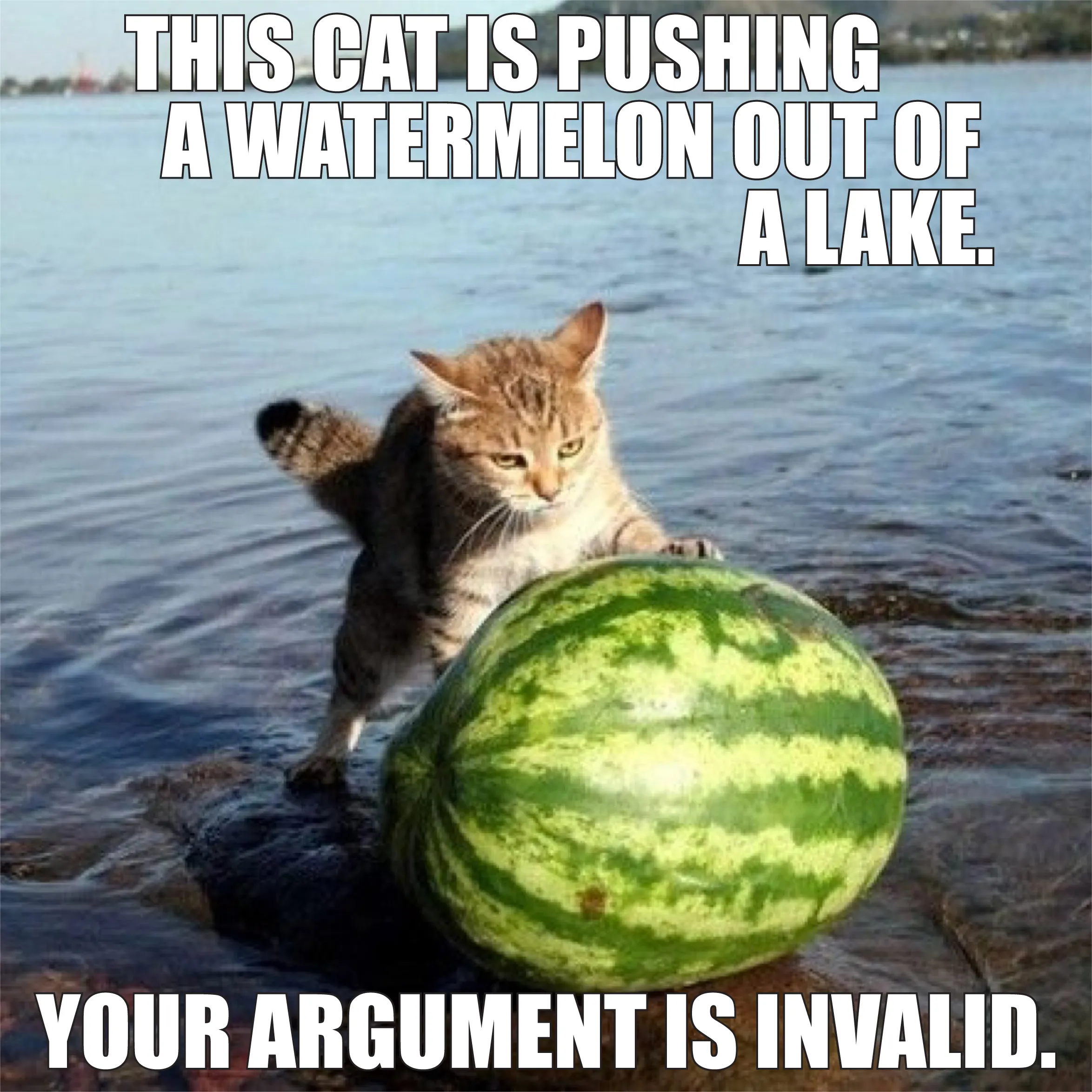 Meme showing a cat with its hind legs in water and its front paws on a watermelon, with text saying "This cat is pushing a watermelon out of a lake. Your argument is invalid."